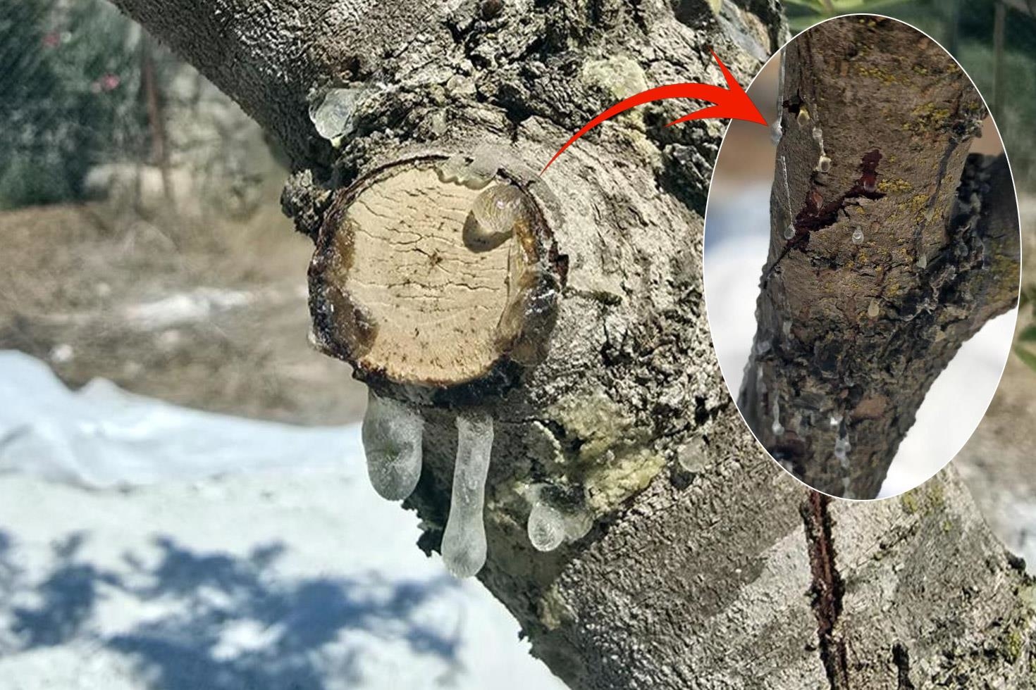 11 yıllık sabır meyvesini verdi! Kilosunu 35 bin liradan satıyorlar