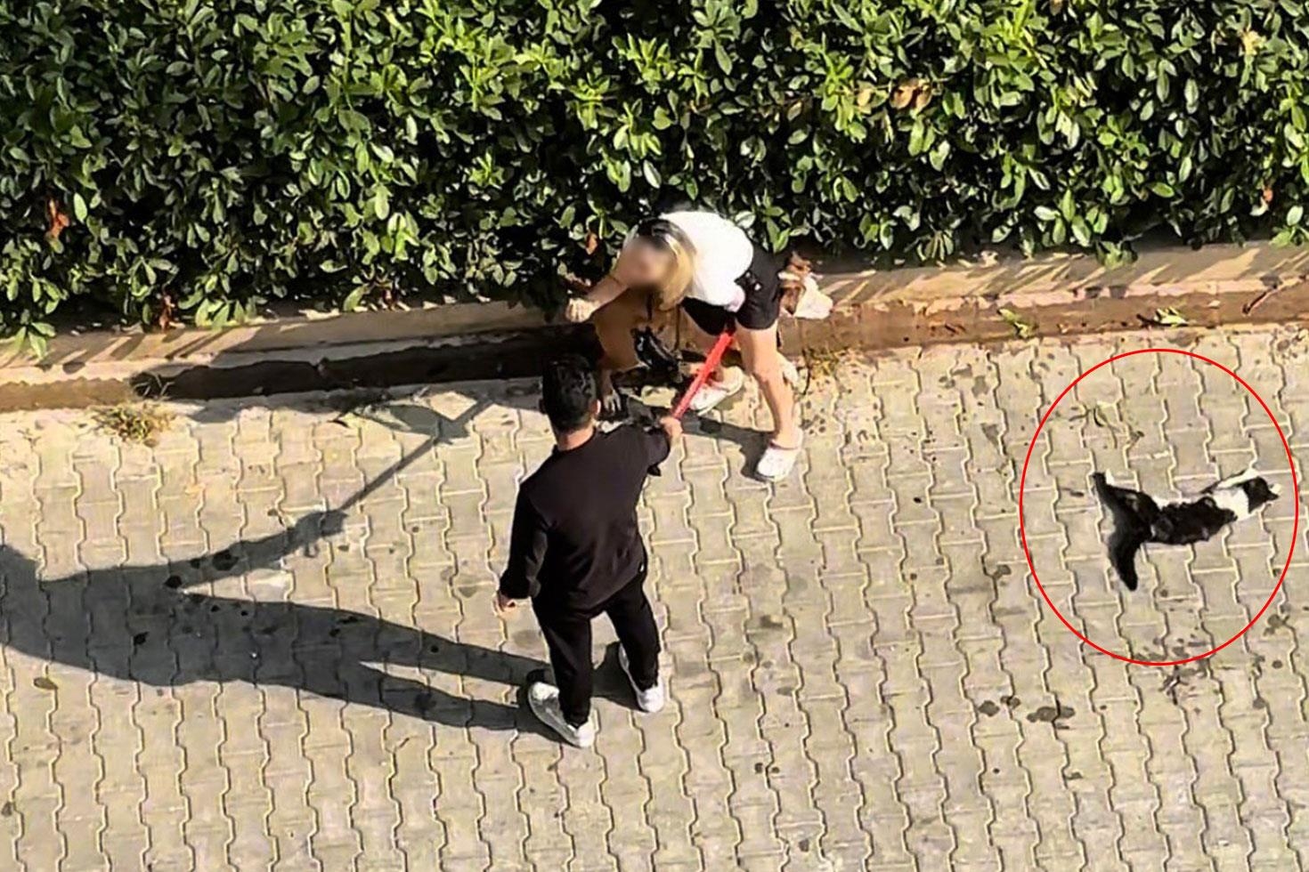 Ağızlıksız pitbull kediyi parçaladı! Sahibi “polisi aramayın” diye yalvardı
