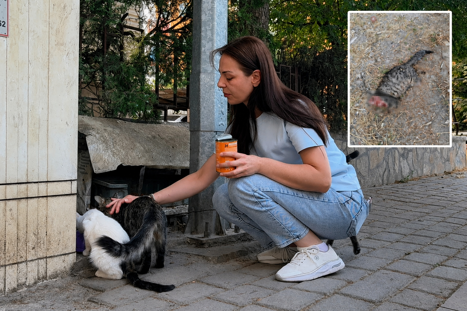Kütahya’da vahşet: Sokak kedisinin başını ve ayaklarını kesip apartmanın önüne bıraktılar