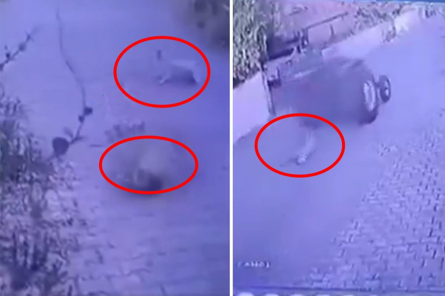 Dikili’de köpeklere ateş açan şüpheli tutuklandı