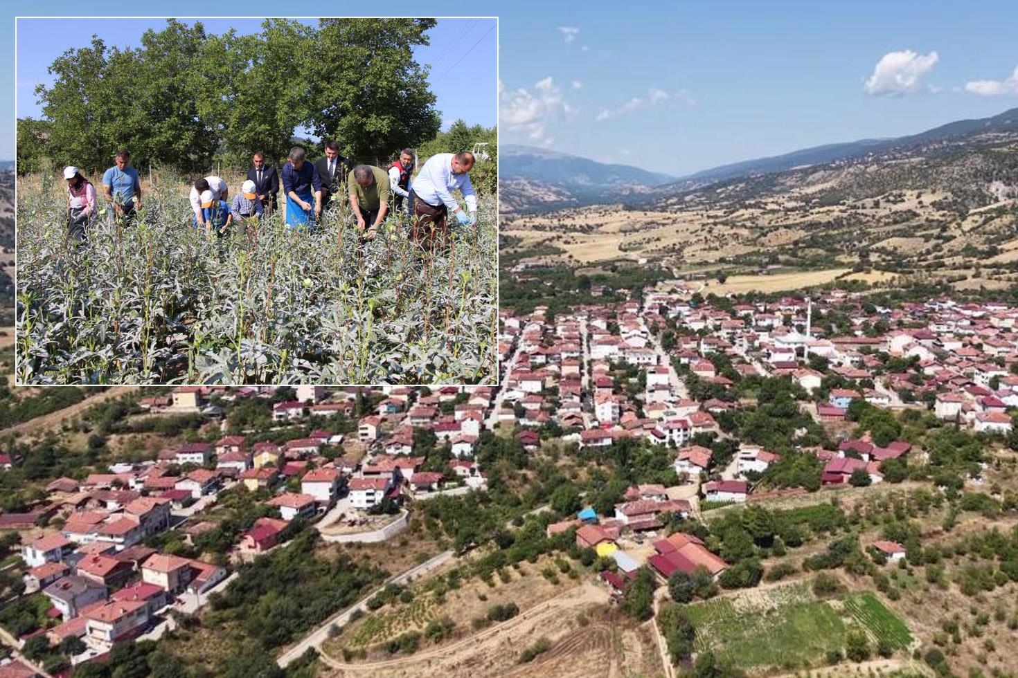 Bir ilçenin kaderini değiştiren ürün! Altından daha kolay satılıyor