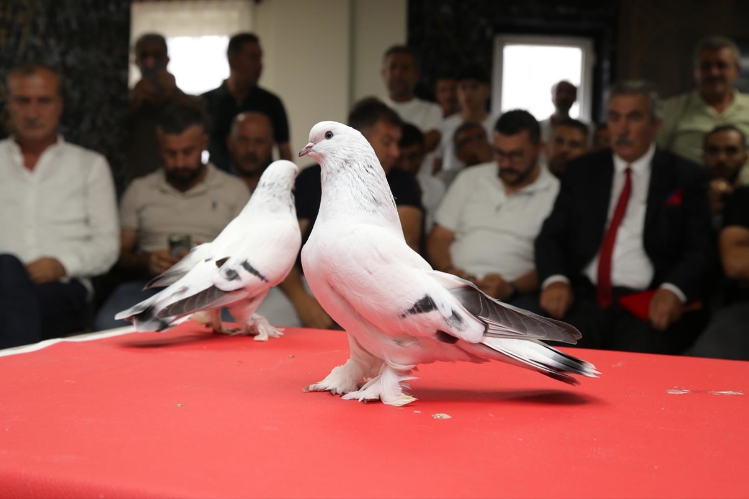 Güvercin deyip geçmeyin: Fiyatını duyan hayret ediyor! Kırmızı halıda boy gösterdiler