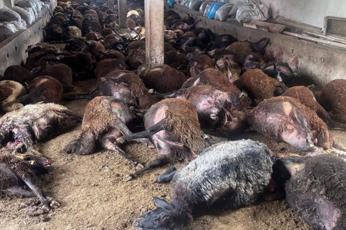 Hepsini tek gecede telef etti! Kurt değil