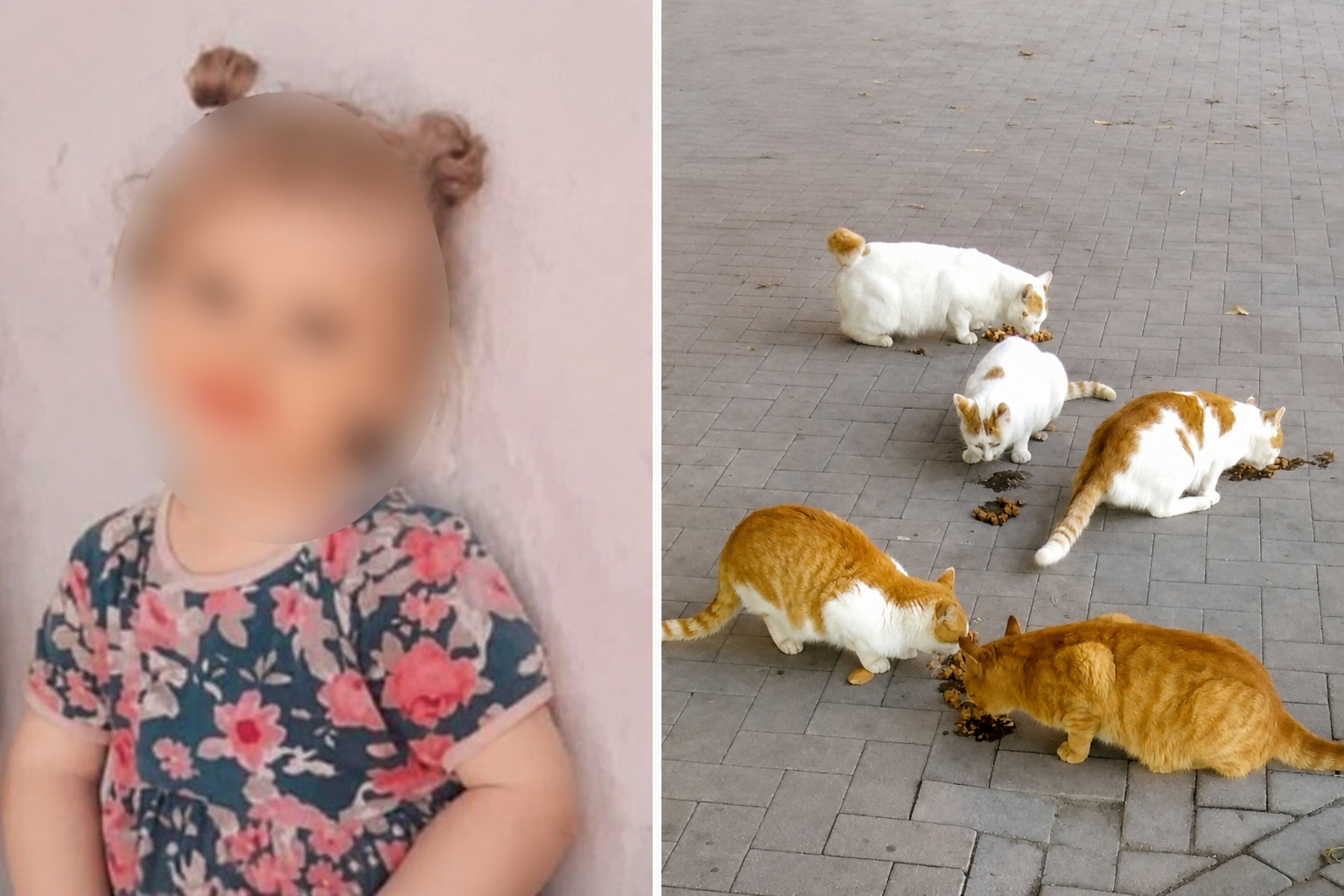 Kedi ısırmıştı: 4 yaşındaki çocuk kuduzdan hayatını kaybetti
