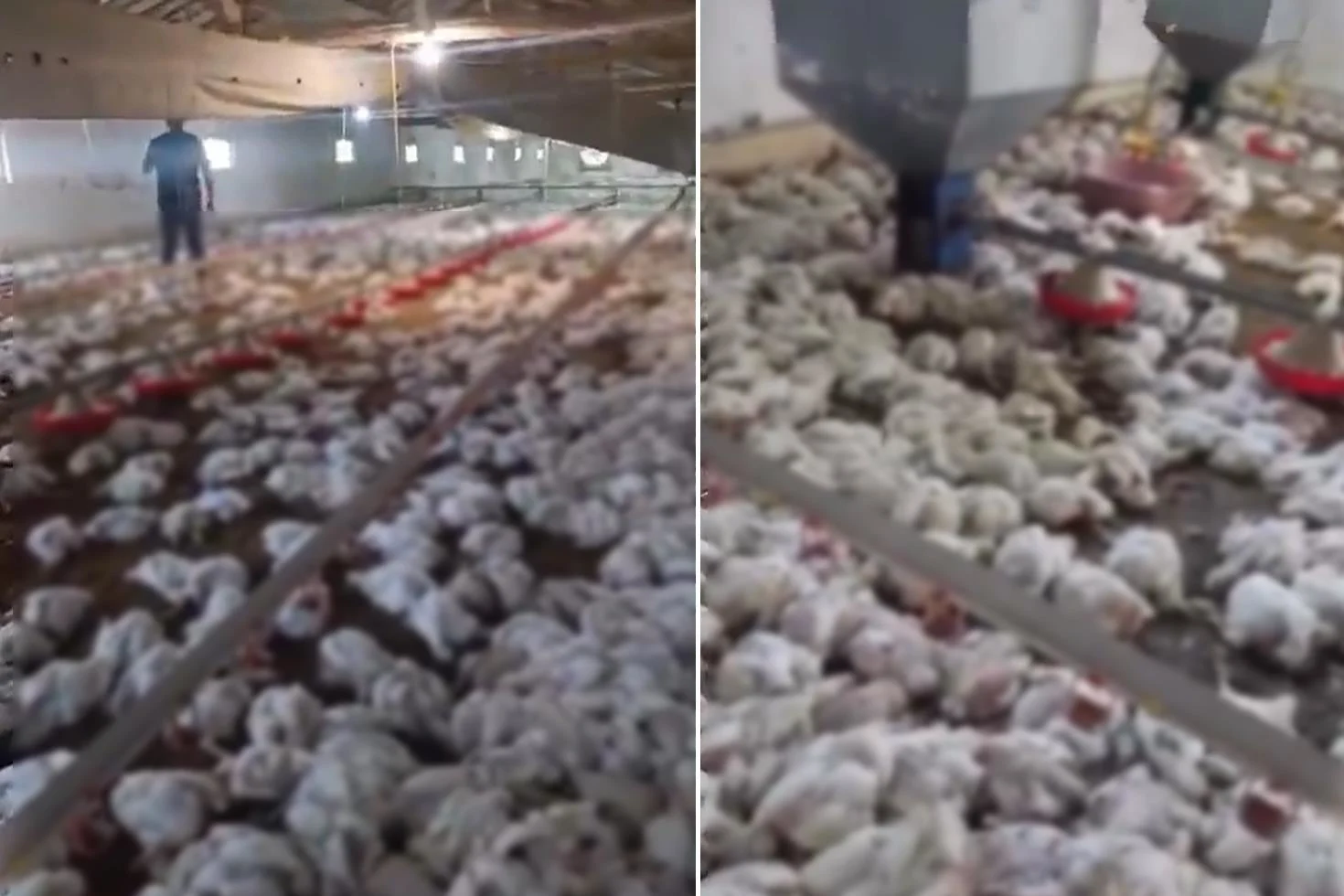 Teknik arıza faciaya dönüştü! 4 bin tavuk telef oldu
