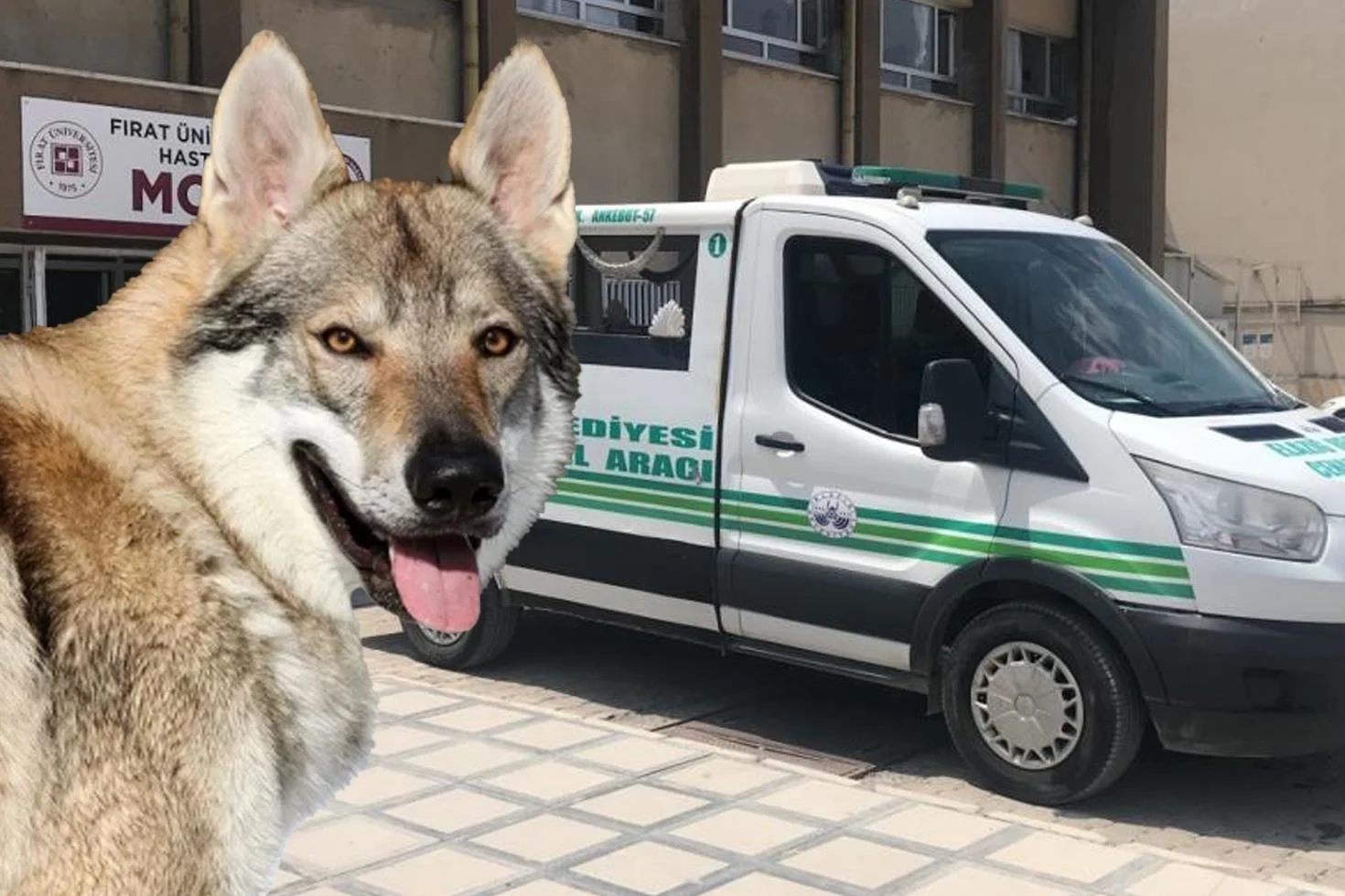 Kurt geldi sanıp karanlığa ateş etti! En yakınını vurdu