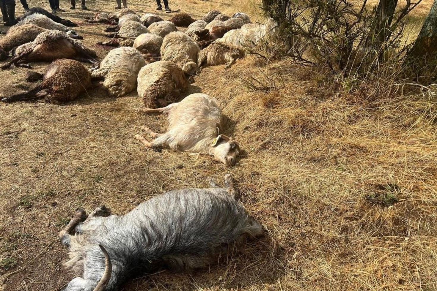 Otlatmak için araziye çıkardı! 36’sını birden kaybetti