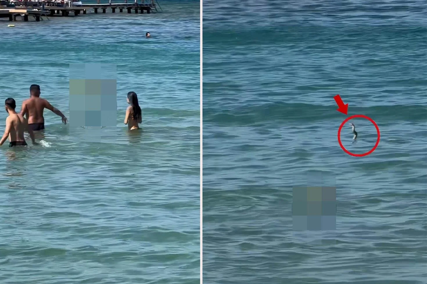 İzmir’de gergin anlar! Yılanı görenler denizden hemen dışarı çıktı