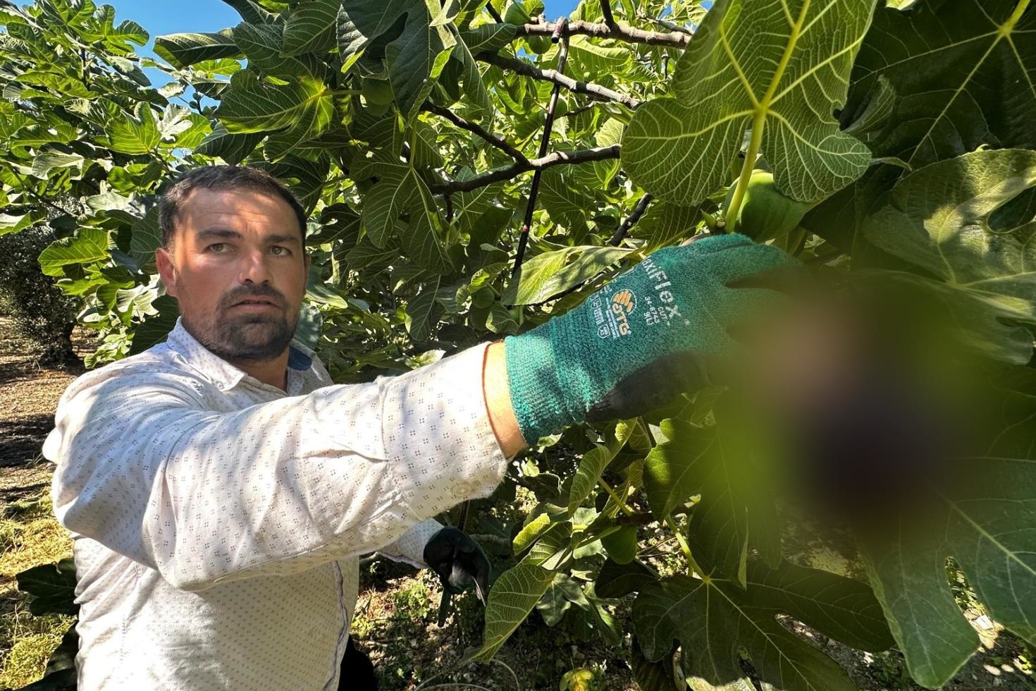 “Siyah İnci” hasadı başladı: İngiliz Kraliyet Ailesi’nin vazgeçilmezi