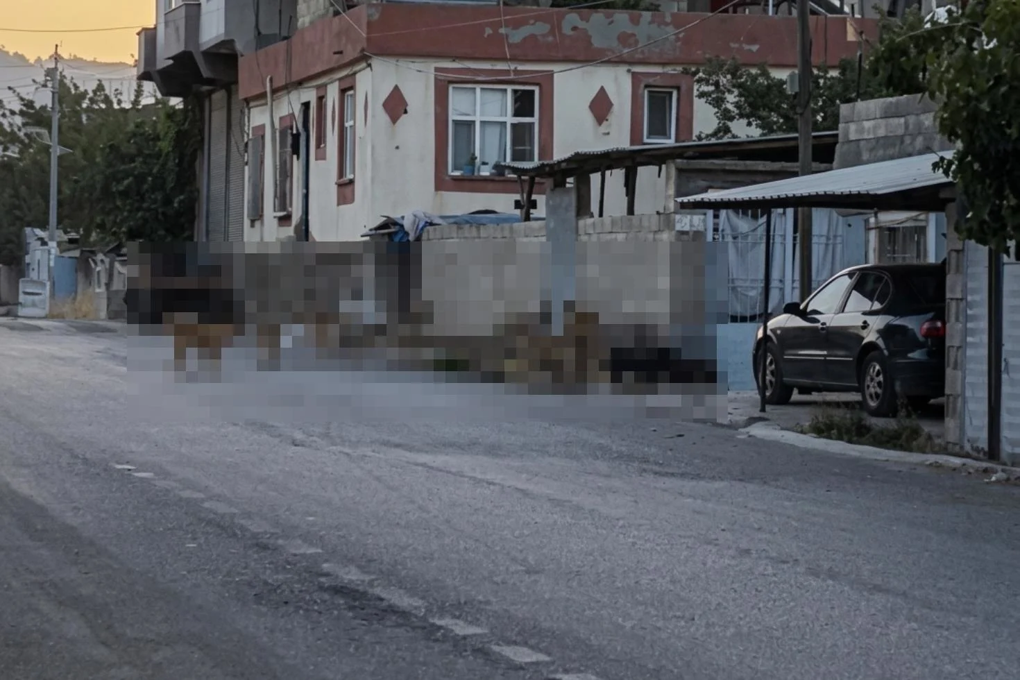 Gaziantep’te tedirgin eden görüntü: Başıboş sokak köpekleri adeta mahalleyi ele geçirdi