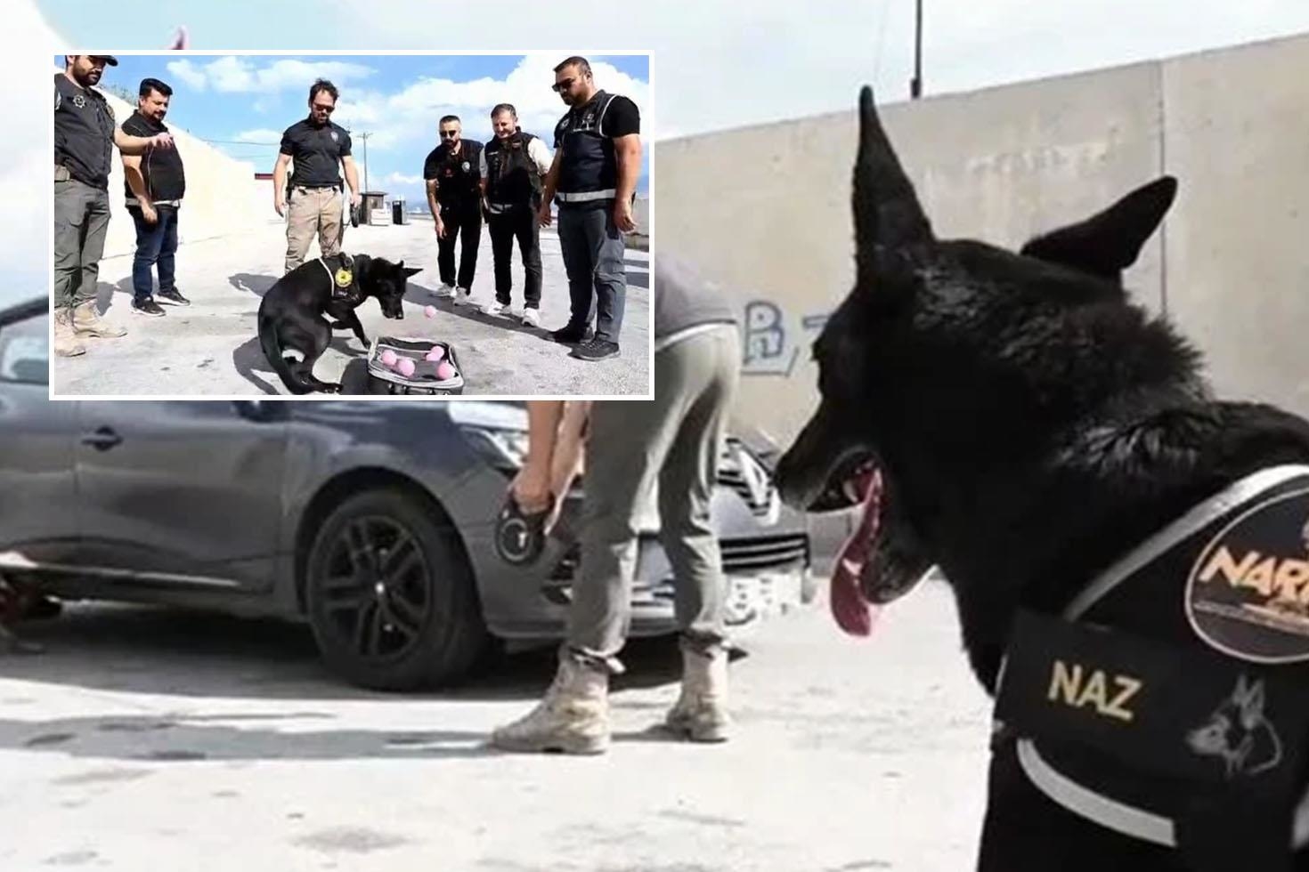 Erzincan’da narkotik köpek Naz emekli oldu