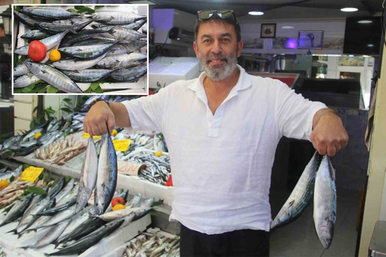 Palamut bolluğu tezgahlara yansıdı: 600 gram balık 100 TL