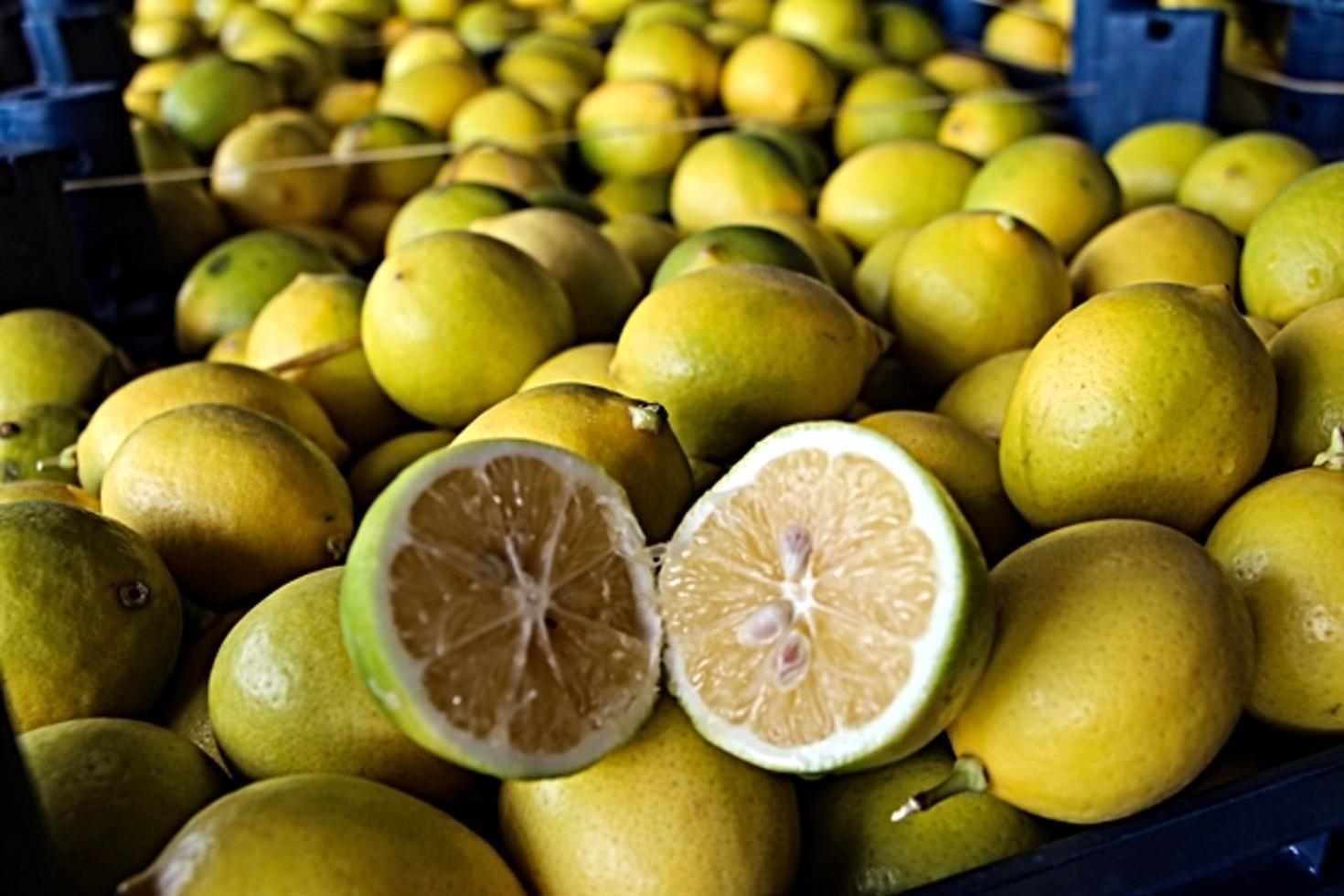 Adana’da limon hasadı başladı: Dalında 5 TL olan limon markette 100 TL