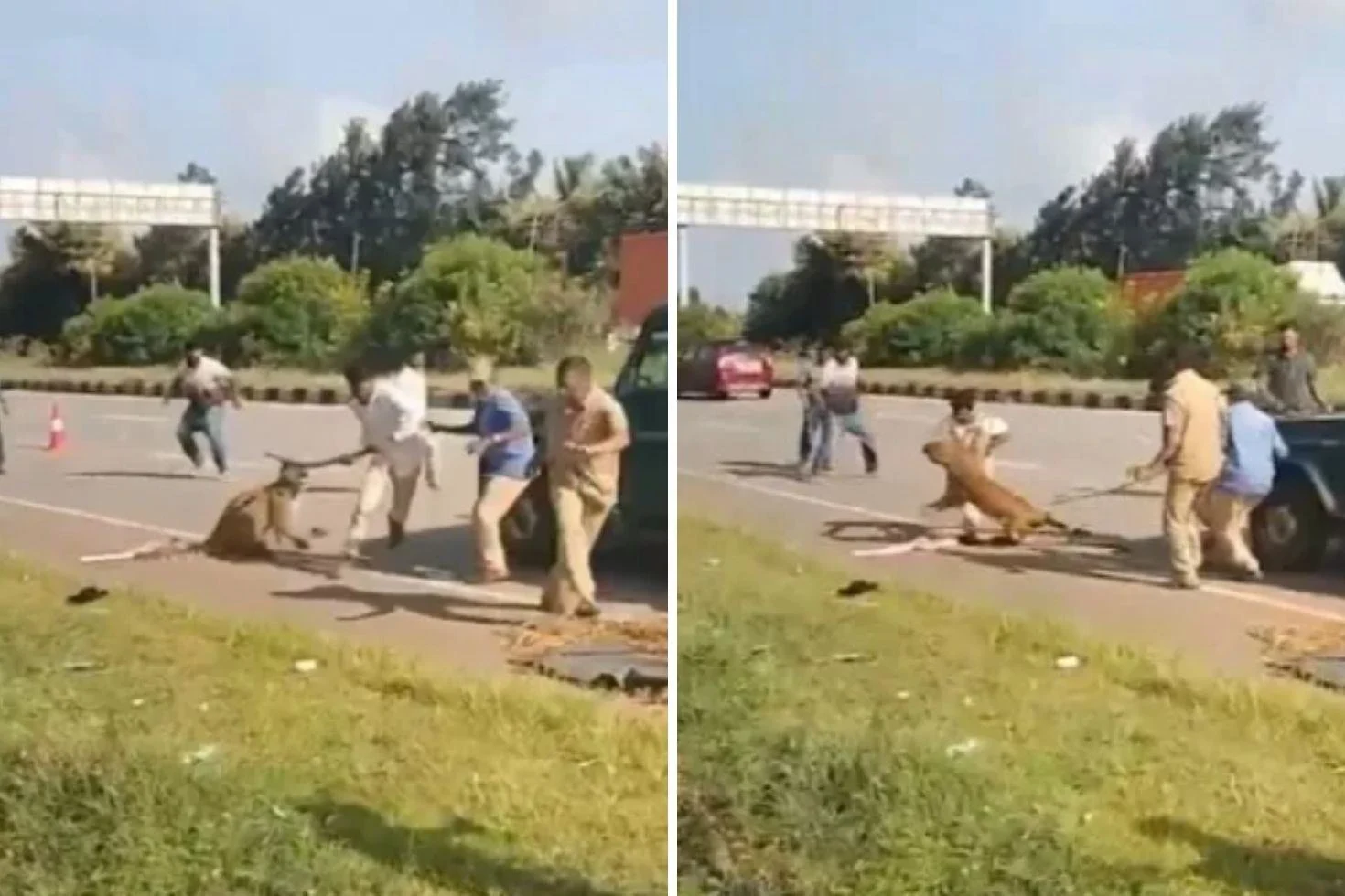 Dehşet anları kamerada! Yaralı Leopar kurtarma ekibine saldırdı