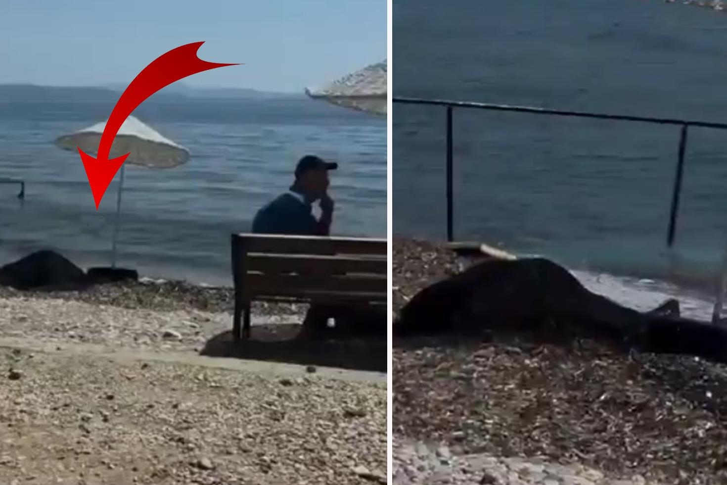 Kadının cansız bedeni kıyıya vurdu, hiçbir şey olmamış gibi oturmaya devam ettiler