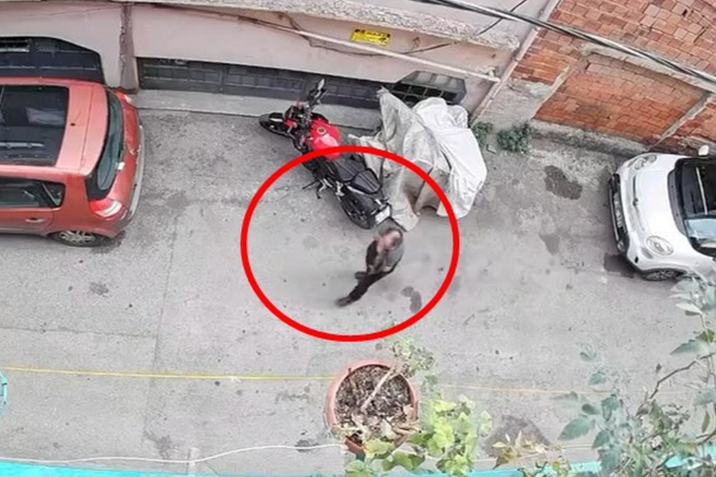 Bursa’da tepki çeken görüntü! Kucağındaki kediyi kafasından tutup yere vurdu