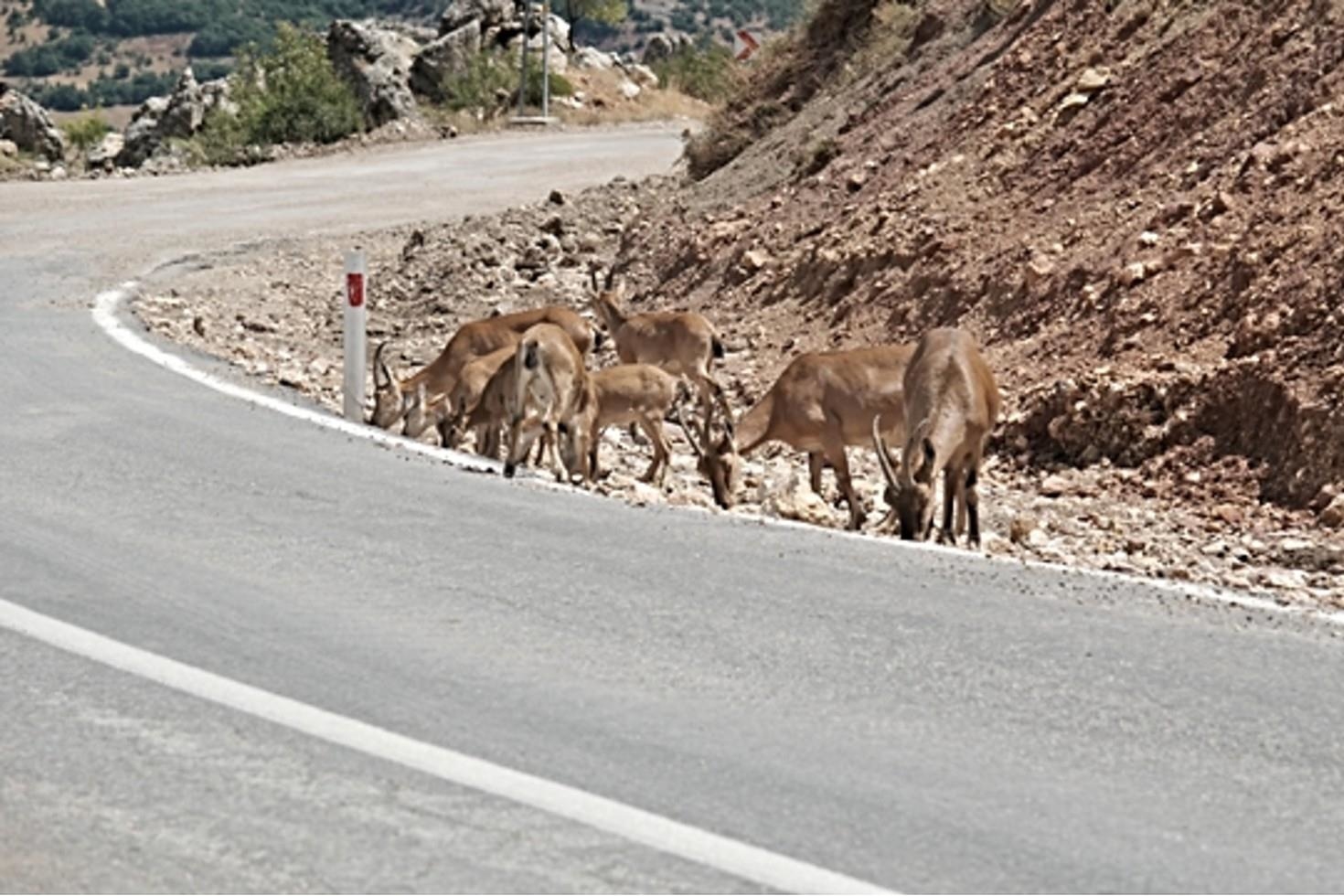 Tunceli’de dağ keçisi avı süresiz yasaklandı: Vali Aygöl’den “huzuru yaşıyorlar” açıklaması