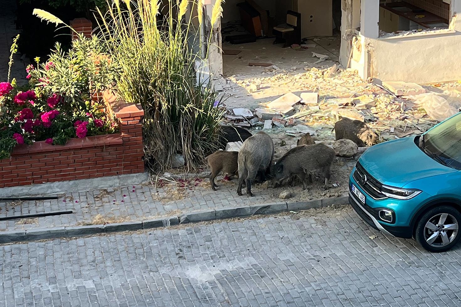 Domuz sürüsü mahalleye indi, vatandaşlar tedirgin oldu