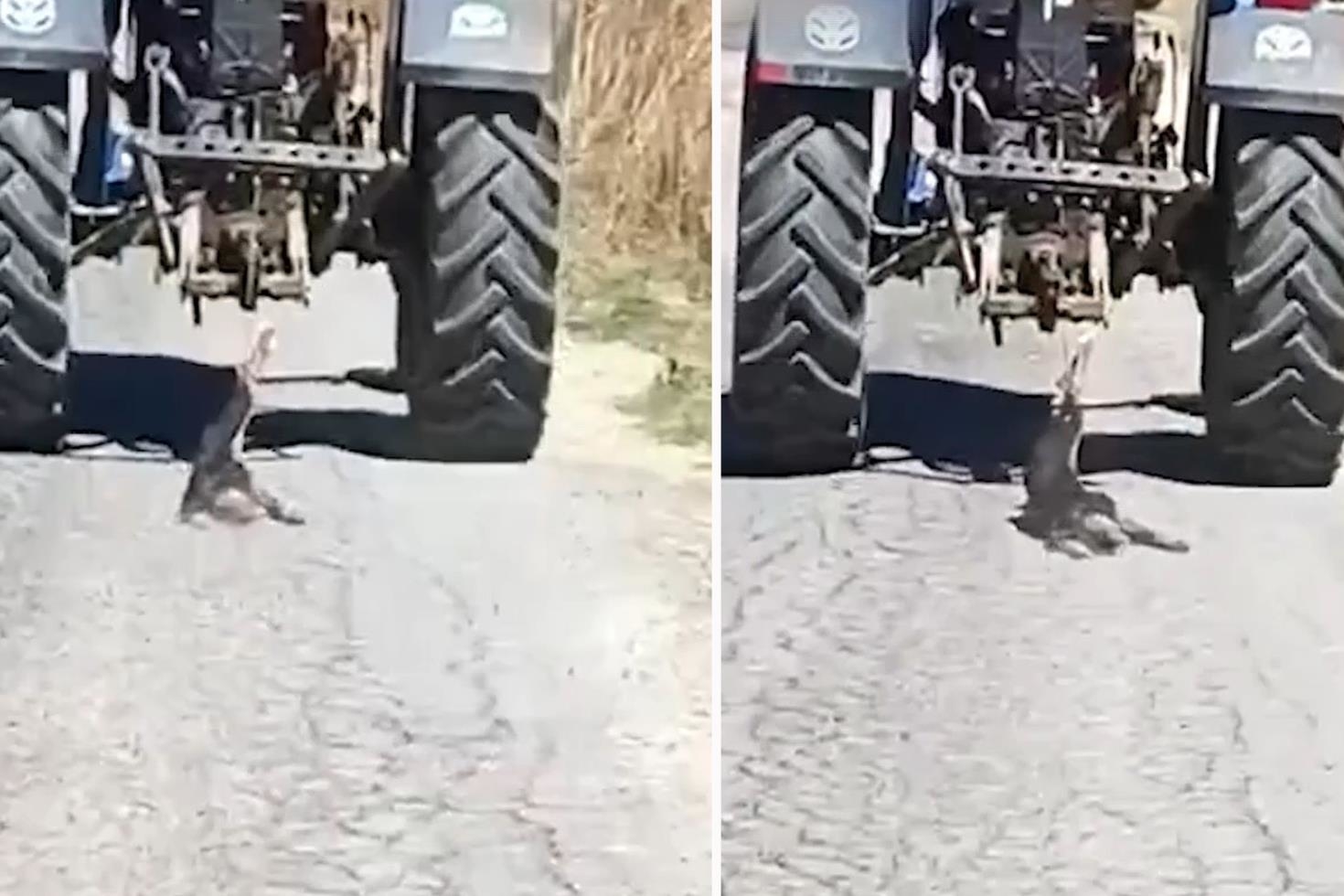 Köpeği traktöre bağlayarak sürükledi