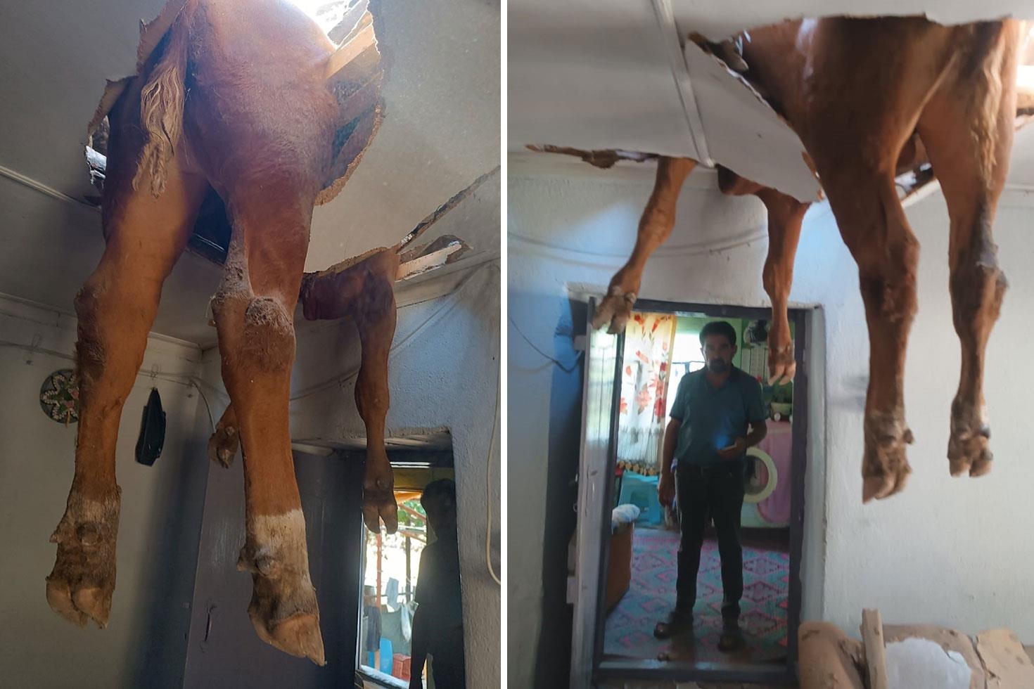 Nazilli’de çatıya düşen dana kurtarıldı